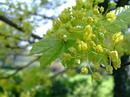 افرای پرچینی،افرای دشتی،hedge maple،common maple
